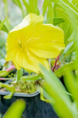 Oenothera macrocarpa Storblommigt nattljus 5-10 i kruka P9