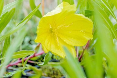 Oenothera macrocarpa Storblommigt nattljus 5-10 i kruka P9