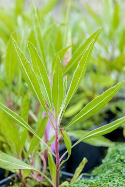 Oenothera macrocarpa Storblommigt nattljus 5-10 i kruka P9