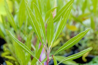 Oenothère gros fruits Oenothera macrocarpa 5-10 Pot 9x9 cm (P9)