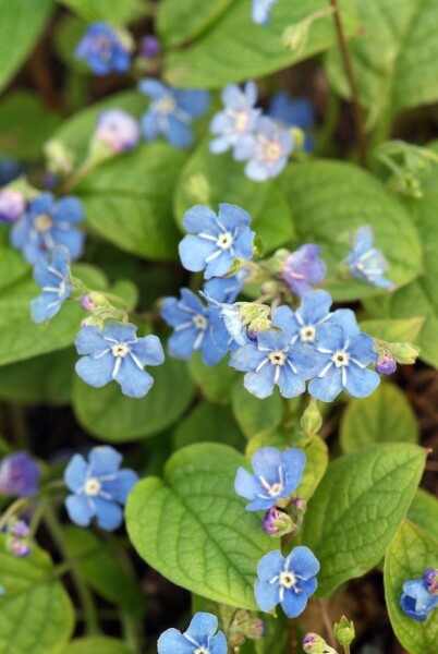 Omphalodes verna