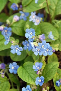 Omphalodes verna Ormöga 5-10 i kruka P9