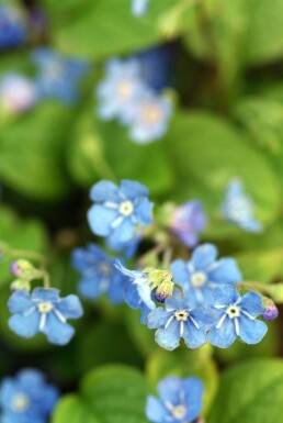 Omphalodes verna Ormöga 5-10 i kruka P9