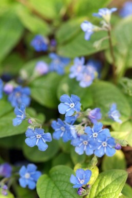 Omphalodes verna Ormöga 5-10 i kruka P9