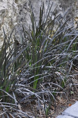 Ophiopogon planiscapus 'Niger' Mörkt ormskägg 5-10 i kruka P9