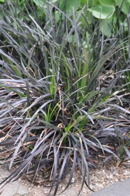 Ophiopogon planiscapus 'Niger' Mörkt ormskägg 5-10 i kruka P9