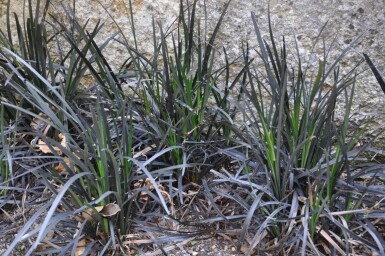 Ophiopogon planiscapus 'Niger' Mörkt ormskägg 5-10 i kruka P9