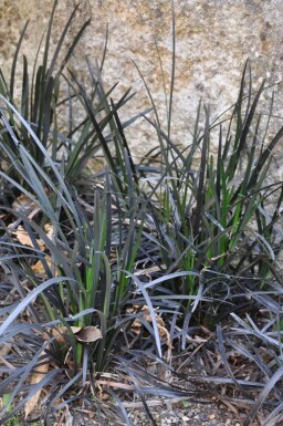 Ophiopogon noir Ophiopogon planiscapus 'Niger' 5-10 Pot 9x9 cm (P9)