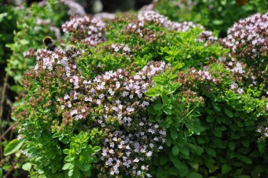 Origanum vulgare 'Compactum' Oregano, kungsmynta 5-10 i kruka P9