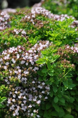 Oregano Origanum vulgare 'Compactum' 5-10 Pot P9