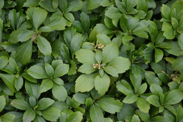 Pachysandra terminalis