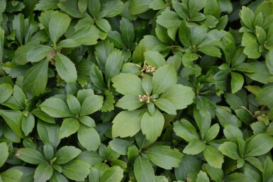 Pachysandra terminal Pachysandra terminalis 5-10 Pot 9x9 cm (P9)