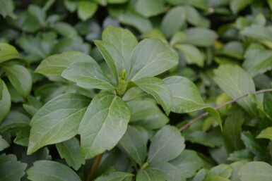 Pachysandra terminalis Skugg-gröna 5-10 i kruka P9