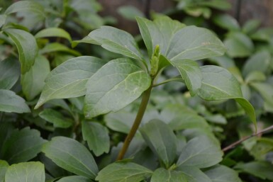 Vinterglans Pachysandra terminalis 5-10 potte P9