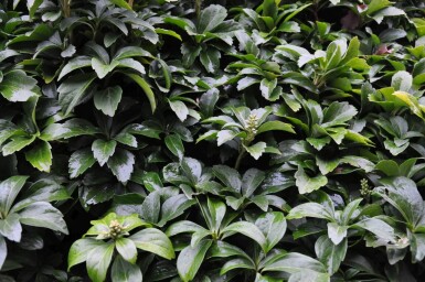 Pachysandra terminal Pachysandra terminalis 5-10 Pot 9x9 cm (P9)