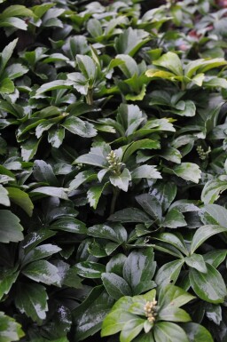 Vinterglans Pachysandra terminalis 5-10 potte P9