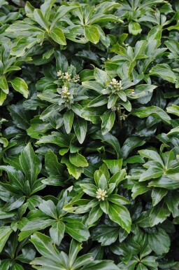 Pachysandra terminalis 'Green Sheen' Skugg-gröna 5-10 i kruka P9