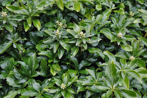 Pachysandra terminalis 'Green Sheen'