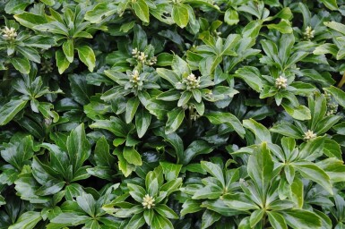 Vinterglans Pachysandra terminalis 'Green Sheen' 5-10 potte P9