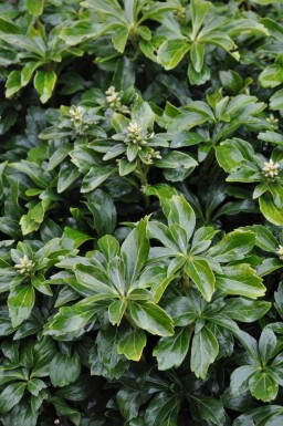 Vinterglans Pachysandra terminalis 'Green Sheen' 5-10 potte P9