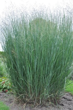 Staudehirse Panicum virgatum 'Heavy Metal' 5-10 potte P9