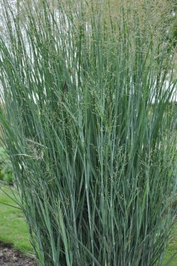 Staudehirse Panicum virgatum 'Heavy Metal' 5-10 potte P9