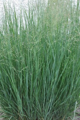 Staudehirse Panicum virgatum 'Heavy Metal' 5-10 potte P9