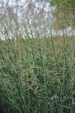 Panicum virgatum 'Heavy Metal' Jungfruhirs 5-10 i kruka P9