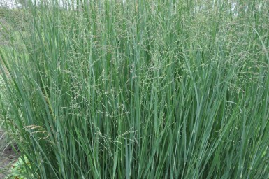 Panic en baguette Panicum virgatum 'Heavy Metal' 5-10 Pot 9x9 cm (P9)