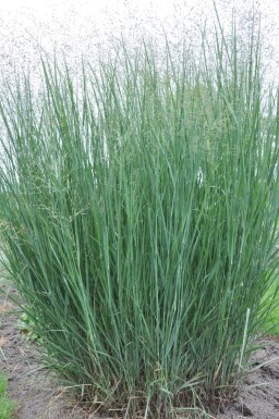 Panic en baguette Panicum virgatum 'Heavy Metal' 5-10 Pot 9x9 cm (P9)