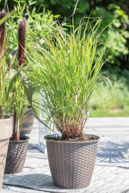 Vingergras Panicum virgatum 'Rehbraun' 5-10 Pot P9