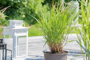 Vingergras Panicum virgatum 'Rehbraun' 5-10 Pot P9