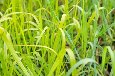 Vingergras Panicum virgatum 'Rehbraun' 5-10 Pot P9