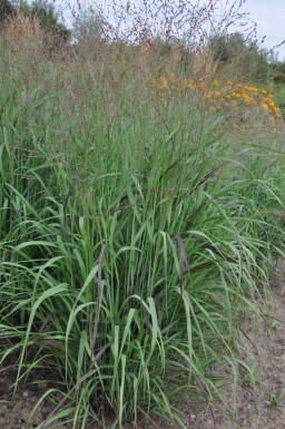 Panicum virgatum 'Shenandoah'