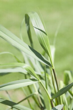 Rutenhirse Panicum virgatum 'Squaw' 5-10 Topf 9x9 cm (P9)