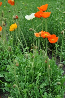 Pavot nudicaule Papaver nudicaule 'Gartenzwerg' 5-10 Pot 9x9 cm (P9)