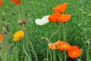 Sibirisk valmue Papaver nudicaule 'Gartenzwerg' 5-10 potte P9