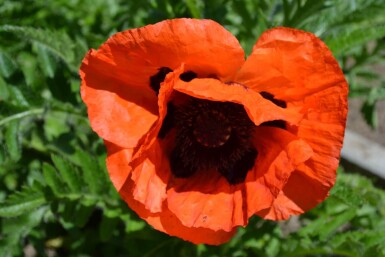 Kæmpevalmue Papaver orientale 'Allegro' 5-10 potte P9