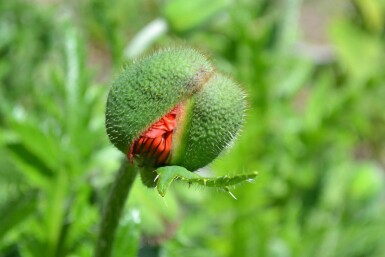 Pavot d'Orient Papaver orientale 'Allegro' 5-10 Pot 9x9 cm (P9)