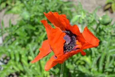 Papaver orientale 'Allegro' Orientvallmo 5-10 i kruka P9