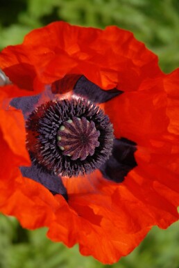 Papaver orientale 'Brilliant' Orientvallmo 5-10 i kruka P9