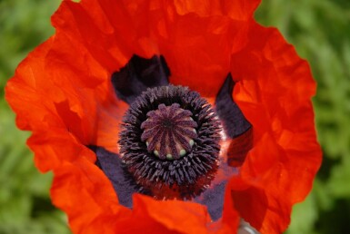 Papaver orientale 'Brilliant' Orientvallmo 5-10 i kruka P9