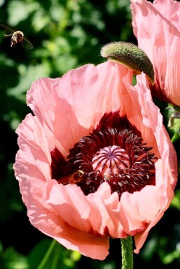 Kæmpevalmue Papaver orientale 'Princess Victoria Louise' 5-10 potte P9