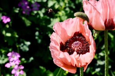 Klaproos Papaver orientale 'Princess Victoria Louise' 5-10 Pot P9