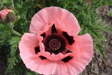 Papaver orientale 'Princess Victoria Louise' Orientvallmo 5-10 i kruka P9