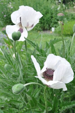 Papaver orientale 'Royal Wedding' Orientvallmo 5-10 i kruka P9