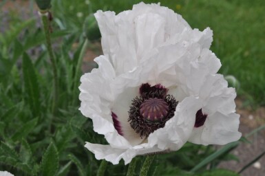 Papaver orientale 'Royal Wedding' Orientvallmo 5-10 i kruka P9