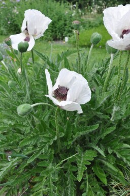 Papaver orientale 'Royal Wedding' Orientvallmo 5-10 i kruka P9