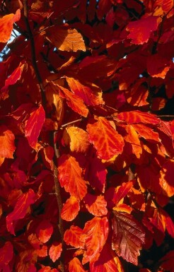 Papegøjebusk Parrotia persica busk 60-80 potte C3