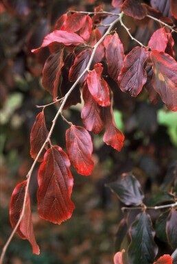 Arbre de fer Parrotia persica Arbuste 60-80 Pot 3 l (C3)